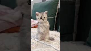 Cute Kitties  Cuteness overloaded😻crazycat viralshorts funnymoments shorts fyp [upl. by Ecnarolf662]