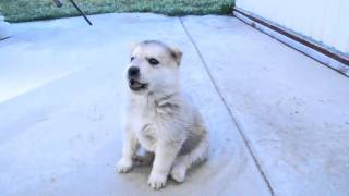 Husky Puppys 1st Howl [upl. by Lezned]