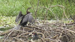 Oriental Darter bird [upl. by Lesley571]