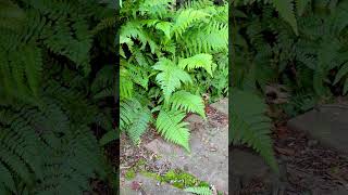 Ferns have survived over 300 million years asmr nature ferns endofsummer plants calmingsounds [upl. by Ainerbas581]