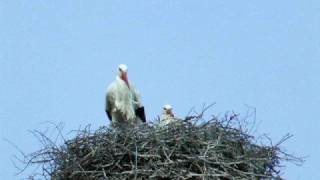 Storks making sounds [upl. by Judon]