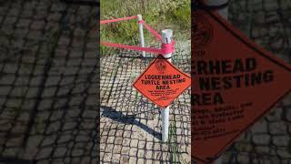 Daufuskie Island loggerhead turtle nests [upl. by Enialahs]