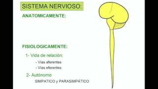 SISTEMA NERVIOSO 1 [upl. by Attikin428]