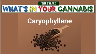 What’s in Your Cannabis  Caryophyllene [upl. by Htnnek]