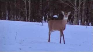 Deer Hunting Doe with a slug gun [upl. by Bourke]