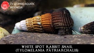 Tylomelania patriarchalis THE WHITE SPOT RABBIT SNAIL Leopard Aquatic W025A [upl. by Restivo]