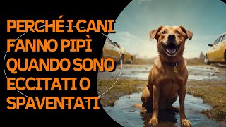 Perché i cani fanno pipì quando sono eccitati o spaventati [upl. by Nuarb21]