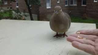 How I Did Domesticate a Mourning Dove in Few MinutesHD [upl. by Lleihsad]