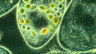 Paramecium Internal Detail 800X Amazing Microscopic HD Video [upl. by Goles]