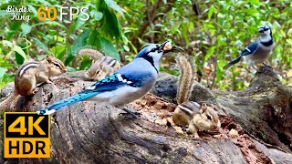 Cat TV for Cats to Watch 😺 Birds vs Chipmunks A Day in the Wild 🐿 8 Hours 4K HDR 60FPS [upl. by Anis]