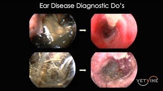 Ear Disease in Dogs amp Cats Exam amp Diagnostic Dos  An Overview [upl. by Tremain680]