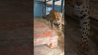 Leopard 🐆 zoologist animalpark deer zoological animalzoo zoo zoogeography wildlifezoo [upl. by Yelkrab]