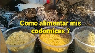 Como alimentar a las codornices codornices en casa🙀 [upl. by Odilia]