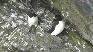 Razorbill Colony in Cornwall  Razorbills [upl. by Ursas]