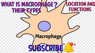 What is Macrophages types And their Location functions in hindi  Microbiology macrophage👍 [upl. by Ahseiat]