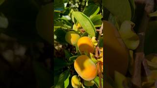 Persimmon fruit ផ្លែទន្លាប់នៅ usa 🇺🇸fruit cosmetics food skincare shopping cooking [upl. by Valenba970]