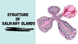 Structure of Salivary Glands [upl. by Pius]