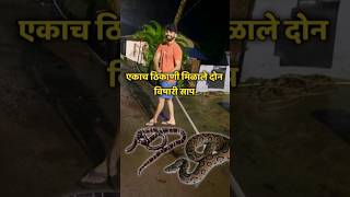 INDIAS MOST VENOMOUS SNAKE 🐍marinerakash shorts ytshorts snake venomoussnake [upl. by Florida270]