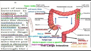 digestion 9 large intestinetaenia colihaustra caecum colon rectum appendixNEETAIIMS MDCAT [upl. by Ayhtnic]