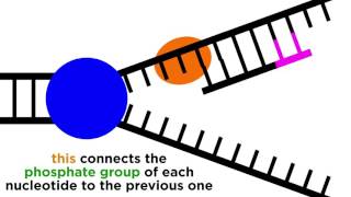 DNA Replication Copying the Molecule of Life [upl. by Alberik]