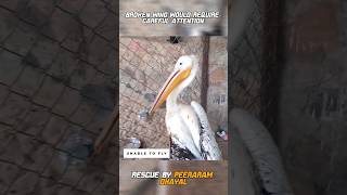 Rescue Injured Pelican with a broken wing pelicans [upl. by Reger]