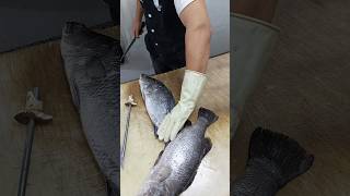 Barramundi Sea Bass fish cutting skills [upl. by Llenrub578]