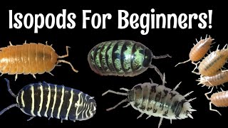 Five Excellent Pet Isopods for Beginners [upl. by Enneyehs]