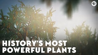 Historys Most Powerful Plants [upl. by Ermina]