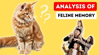 How Long Do Cats Retain the Memory of Their Humans Analysis of Feline Memory [upl. by Kayla]