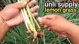 5 Tips Paano magtanim at magparami ng Tanglad o lemon grass [upl. by Mast]