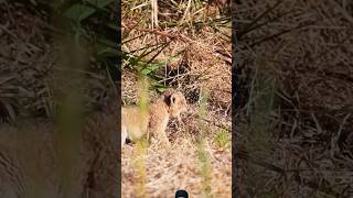 Lion cub calling mom ❤️ wildlife kruger animals shortsfeed viralvideo [upl. by Daffi]