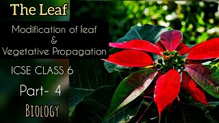 The Leaf 🍀 Modification of Leaf amp Vegetative Propagation  ICSE CLASS6  Biology Part4 [upl. by Hughes]