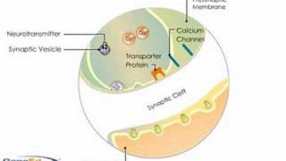 Synaptic Transmission [upl. by Saidnac]