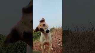 Dog Moaning Sound  Dog Sounds [upl. by Yehudi]