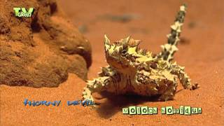 Thorny devil  Moloch horridus  Bergduivel [upl. by Rape]