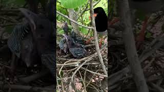 Red billed blue magpie Mommy Clean baby shortvideo animals bird sparrow sparrow egret like [upl. by Einnus]