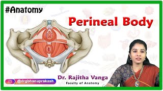 The perineal body Anatomy or central tendon of perineum [upl. by Itirp]