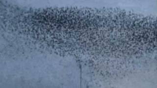 Flock of starlings murmuring in amazing numbers [upl. by Yeloc439]