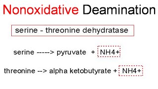 Nonoxidative deamination [upl. by Cavanaugh760]