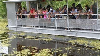 Swamp and Bayou Sightseeing Tour [upl. by Odrick]