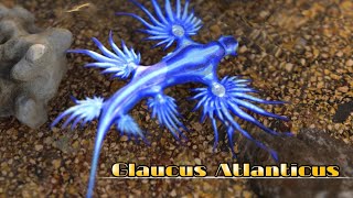 Glaucus Atlanticus [upl. by Aigneis]