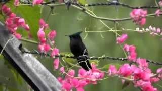 hummingbird male antillean crested hummingbird [upl. by Carpenter]