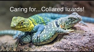 Eastern Collared Lizard Care [upl. by Meara254]