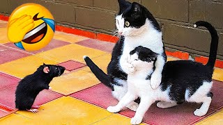 Videos De Risa de Animales  Gatos Chistosos  Gracioso videos de reacción de gato de la semana 179 [upl. by Johann720]