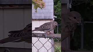 Mourning Dove nature doves [upl. by Kentiga152]