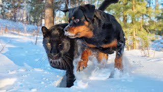 We walk through the snowdrifts and hunt birds with Luna the panther and Rottweiler Venza🐈‍⬛🐶🐦 [upl. by Yuh]