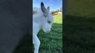 Rescued Baby Donkey Cant BELIEVE How GREEN the Grass Is [upl. by Josy823]