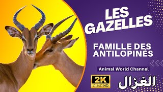 Les gazelles sont des petites antilopes élancées agiles et très rapides à la course [upl. by Akimehs]