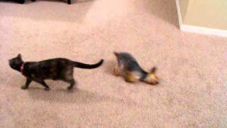 Toy Yorkie does hilarious 2 legged crawl after bath [upl. by Annayar]