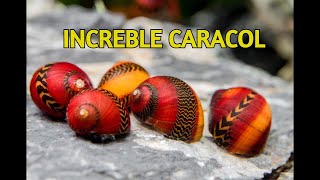 Reglas de oro Para tener Caracoles en tu Acuario neritinas [upl. by Cayser787]